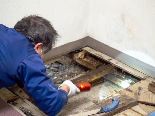 Mold Testing and Removal in Clarksville, IN