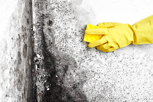Best Certified Mold Removal  in Clarksville, IN