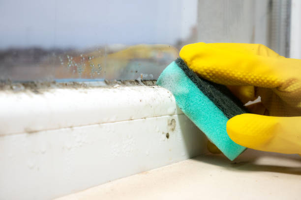 Best Mold Inspection  in Clarksville, IN