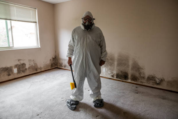 Best Residential Mold Removal  in Clarksville, IN